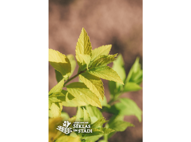 Spiraea japonica   'Candlelight'